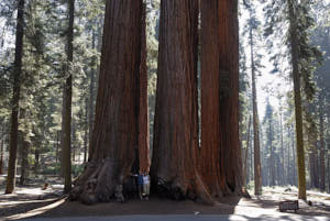 sequoia<br>NIKON D200, 20 mm, 100 ISO,  1/40 sec,  f : 5.6 , Distance :  m
